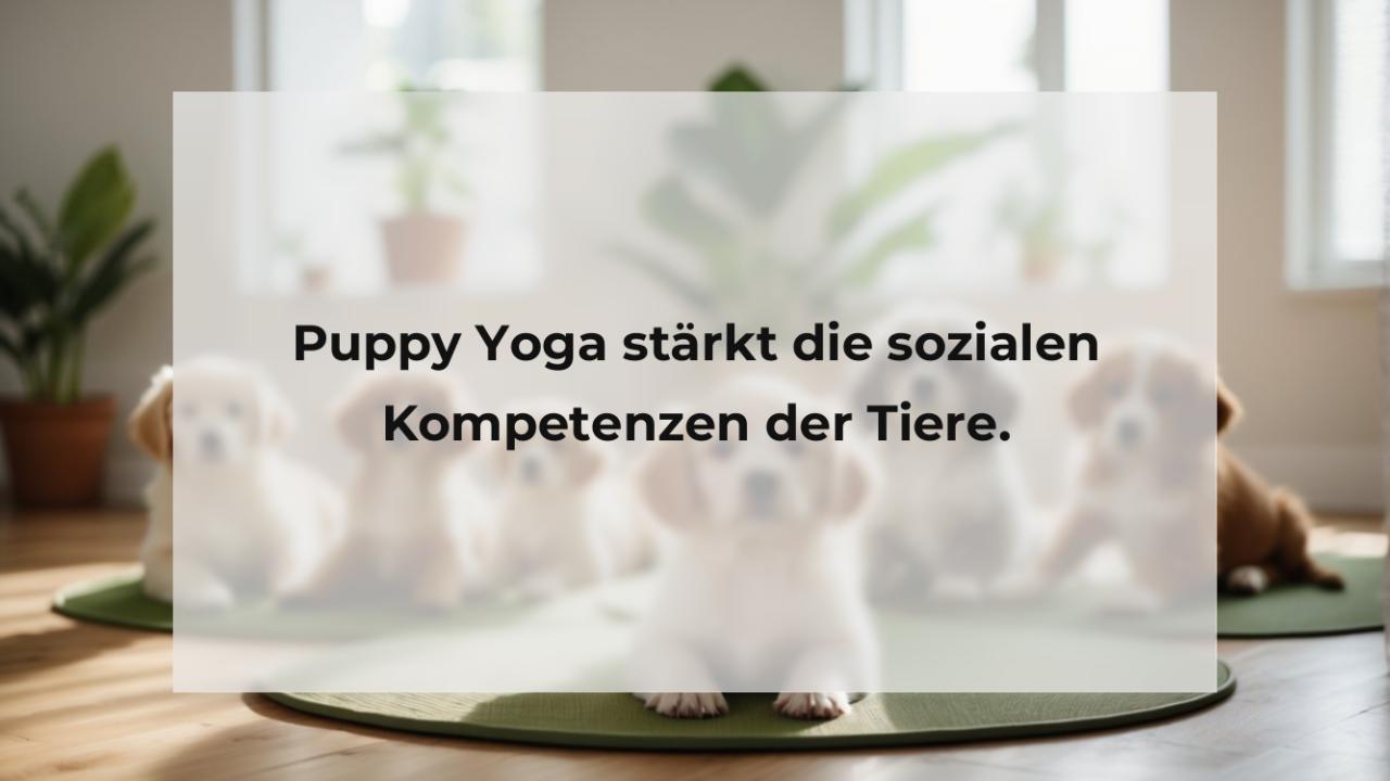 Puppy Yoga stärkt die sozialen Kompetenzen der Tiere.